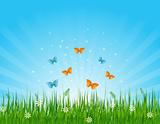Grassy field and butterflies