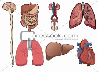 Human organ in vector