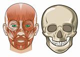 Human facial anatomy and skull in Vector