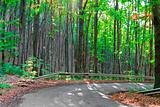 road in the green forest