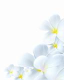 Delicate white flower bloom