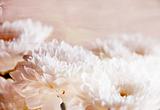 Decorative white chrysanthemums for wallpaper or background