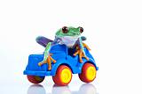 Green Frog driving!