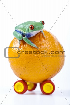 Frog on toy
