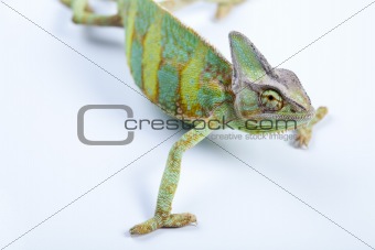 Chameleon isolated on white