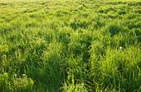 grass meadow with sunlight spots