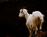 Sardinian goat