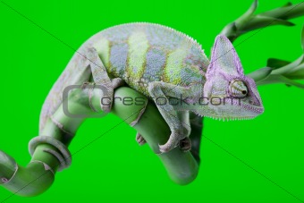 Green chameleon
