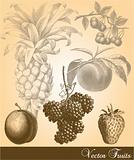 Vector Fruits
