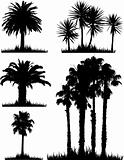 Tropical tree silhouettes