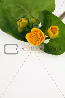 Marsh marigolds