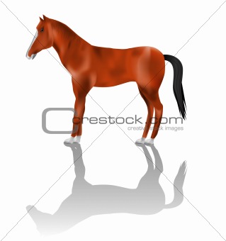 Detailed Horse vector illustration