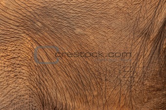 Close up of Elephant skin