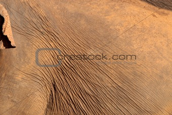  Elephant skin