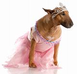 spoiled dog - bull terrier in pink tutu