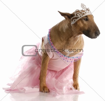 spoiled dog - bull terrier in pink tutu