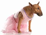 female bull terrier dressed up in a ballerina tutu