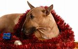 bull terrier with christmas garland