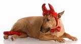 bull terrier dressed up as devil