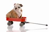 puppy travelling in a red wagon