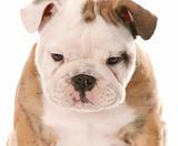 nine week old female english bulldog puppy on white background