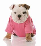 female english bulldog puppy dressed in pink shirt on white background