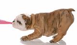 puppy tugging - nine week old english bulldog puppy tugging on pink fabric