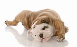 english bulldog puppy laying on her back - nine weeks old