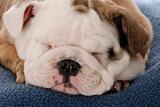 nine week old english bulldog puppy sleeping on blue blanket