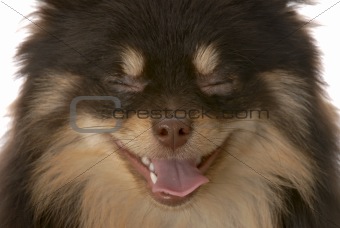 brown and tan pomeranian puppy - looks like she is laughing