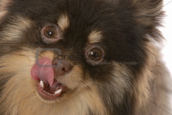 brown and tan pomeranian puppy licking lips - seven months old