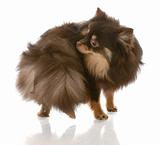pomeranian puppy chasing her tail or smelling her backside