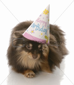 birthday dog - pomeranian rubbing side of head wearing happy birthday hat