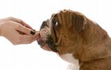 english bulldog eating food out of persons hands on white background