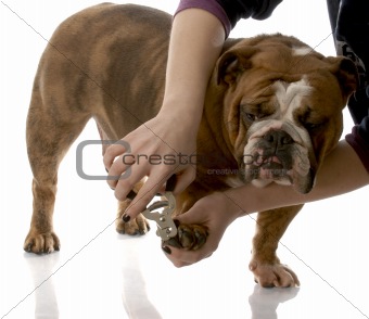 person cutting english bulldog toenails on white background
