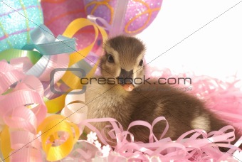 mallard duck in an easter basket on white background