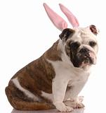 english bulldog wearing pink rabbit ears with reflection on white background
