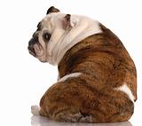 brindle and white english bulldog with back to viewer