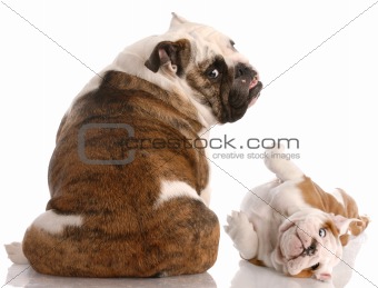 two english bulldogs stretching to look at the viewer