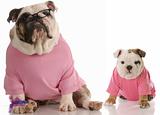 english bulldog mother and pup dressed in pink on white background