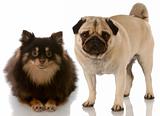 dog friends - pomeranian and pug 
