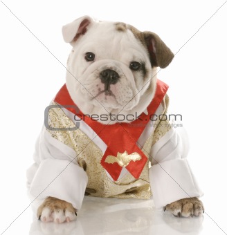 puppy dressed in formal wear