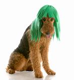 dog wearing wig