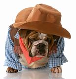 dog dressed up as a cowboy