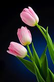 Pink tulips.