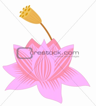 pink lotus and bud
