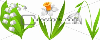 Snowdrop, narcissus, lily of the valley