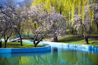 spring in a park / cherry blossom