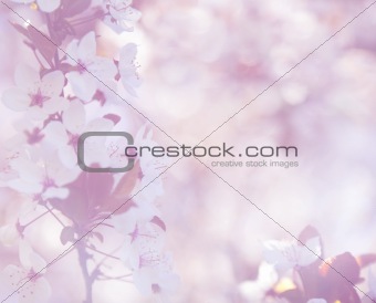 elegant soft cherry blossom background