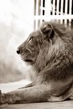 King - lion